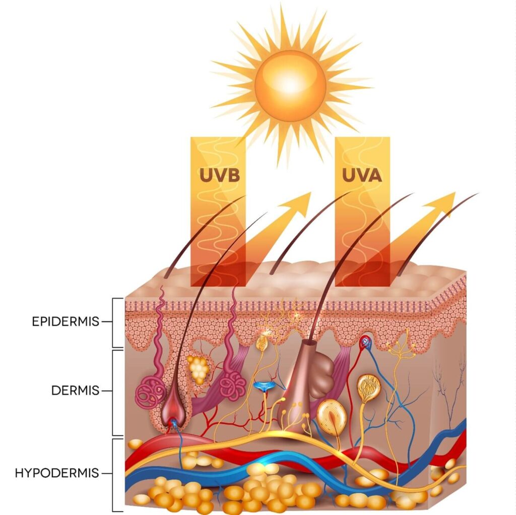 Sun and Skin Illustration